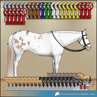Horse Color:Liver Red Dun Appaloosa Brindle 