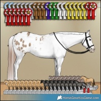 Horse Color:Liver Red Dun Appaloosa Brindle 