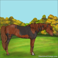 Horse Color:Liver Chestnut  and Chestnut 