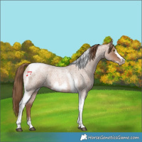 Horse Color:Liver Red Roan Pearl Tobiano Frame 