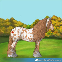 Horse Color:Chestnut Appaloosa 