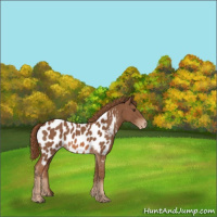 Horse Color:Chestnut Appaloosa
