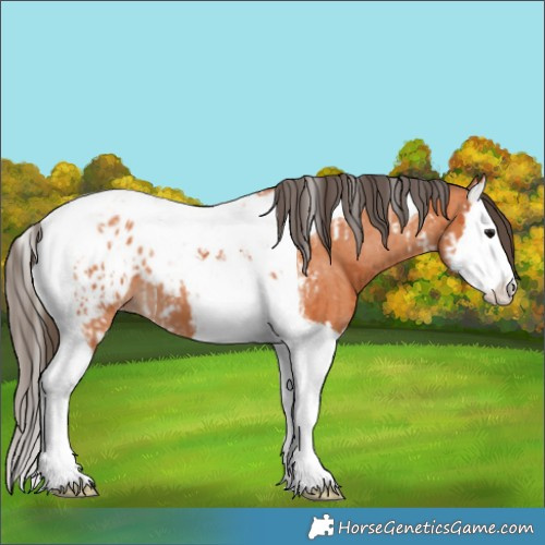 Horse Color:Bay Splash Tobiano Appaloosa  and Bay Splash Tobiano Appaloosa 