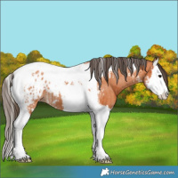 Horse Color:Bay Splash Tobiano Appaloosa  and Bay Splash Tobiano Appaloosa 
