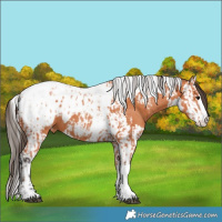 Horse Color:Bay Splash Tobiano Appaloosa and Bay Splash Tobiano Appaloosa