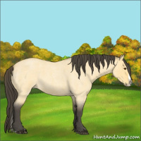 Horse Color:Unknown 