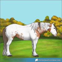 Horse Color:Bay Splash Tobiano Near Leopard  and Bay Splash Tobiano Near Leopard 