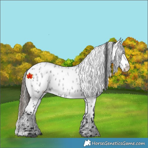Horse Color:Blue Roan Appaloosa