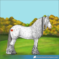 Horse Color:Blue Roan Appaloosa 