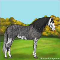 Horse Color:Blue Roan Sabino Splash  and Blue Roan Sabino Splash 