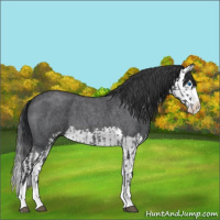 Horse Color:Blue Roan Sabino Splash and Blue Roan Sabino Splash