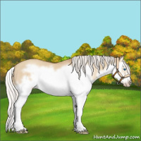 Horse Color:Silver Classic Champagne Dun Splash Frame