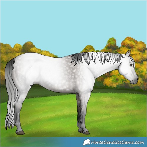 Horse Color:Gray Grullo 