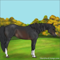 Horse Color:Brown 
