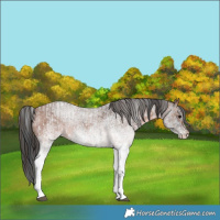 Horse Color:White Spotted Blue Roan Rabicano  and White Spotted Bay Roan Rabicano 