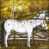 Horse Color:White Spotted Blue Roan Rabicano  and White Spotted Blue Roan Rabicano 