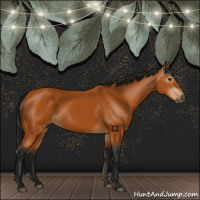 Horse Color:Gray Buckskin 