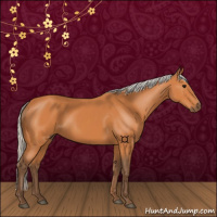 Horse Color:Silver Bay 
