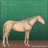 Horse Color:Gold Champagne 