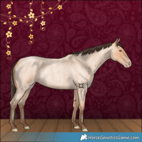 Horse Color:Amber Champagne Roan 