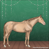 Horse Color:Gold Champagne