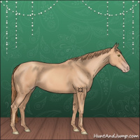 Horse Color:Gold Champagne 