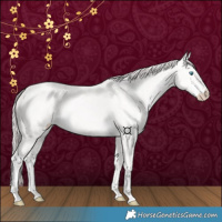 Horse Color:Perlino 
