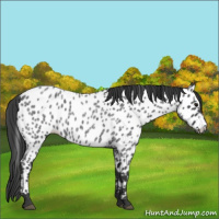 Horse Color:Blue Roan Appaloosa 