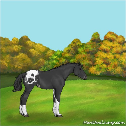 Horse Color:Black Tobiano Appaloosa 