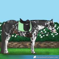 Horse Color:Liver Chestnut Sabino