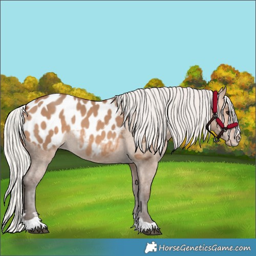 Horse Color:Silver Brown Dun Appaloosa 