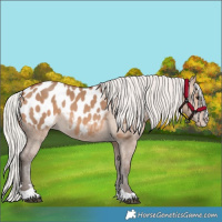 Horse Color:Silver Brown Dun Appaloosa 