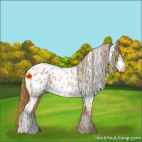 Horse Color:Chestnut Appaloosa 