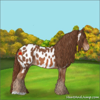 Horse Color:Chestnut Appaloosa 