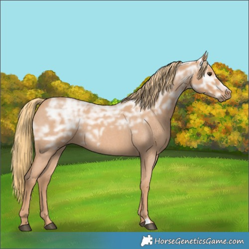 Horse Color:Red Ice Roan Rabicano 