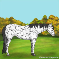 Horse Color:Blue Roan Near Leopard