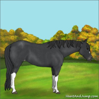 Horse Color:Blue Roan Appaloosa 