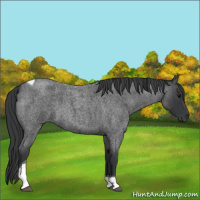 Horse Color:Blue Roan Tobiano
