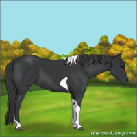 Horse Color:Black Tobiano 
