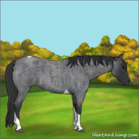 Horse Color:Blue Roan Tobiano 