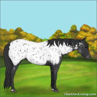 Horse Color:Blue Roan Appaloosa 