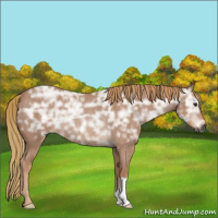 Horse Color:Gray Red Ice Roan Rabicano 