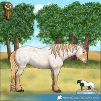 Horse Color:Red Ice Roan Rabicano 