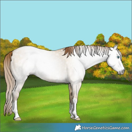 Horse Color:Gray Smoky Grullo Pearl 