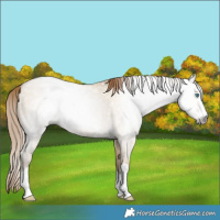 Horse Color:Gray Smoky Grullo Pearl 