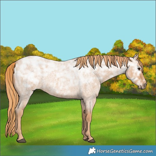 Horse Color:Red Ice Roan Rabicano 