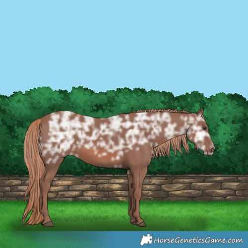 Horse Color:Chestnut Ice Rabicano 