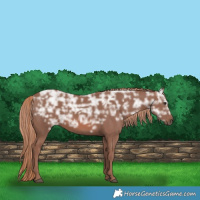 Horse Color:Chestnut Ice Rabicano 