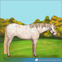 Horse Color:Red Ice Roan Rabicano