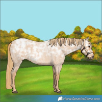 Horse Color:Red Ice Roan Rabicano 